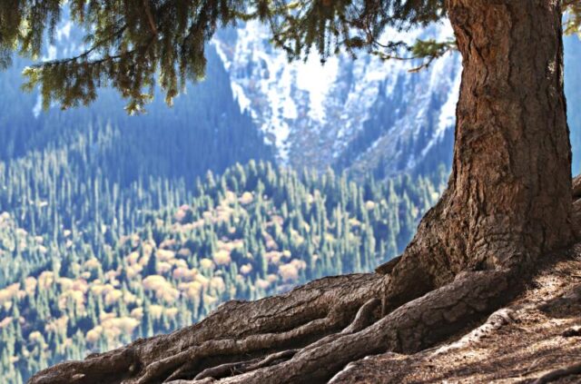 constellations chamaniques retrouver les racines de vie