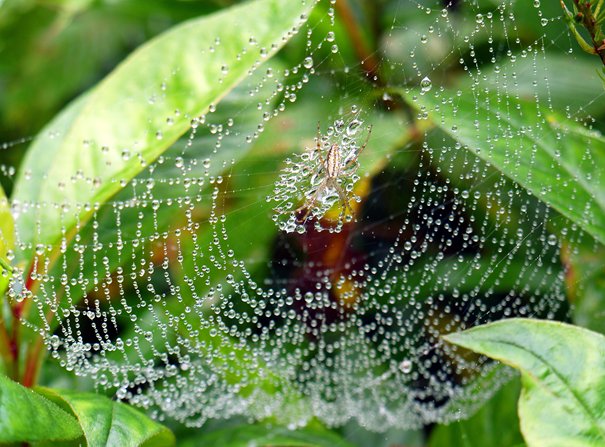 Rétablir la reliance à l’âme et au Vivant 